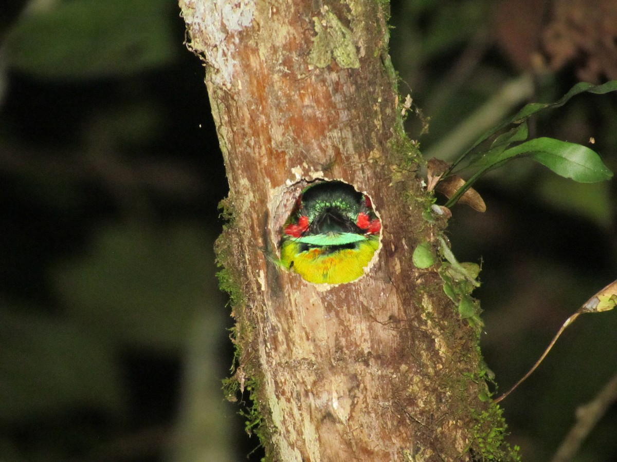 Black-eared Barbet - ML236492621