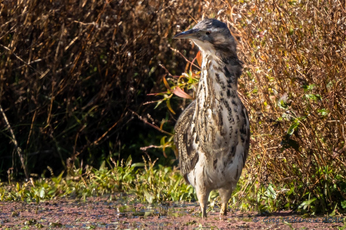 Australasian Bittern - ML236493101