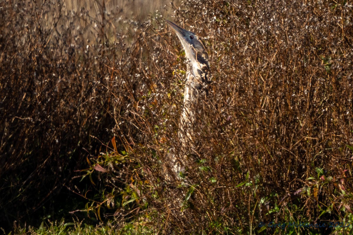 Australasian Bittern - ML236493111