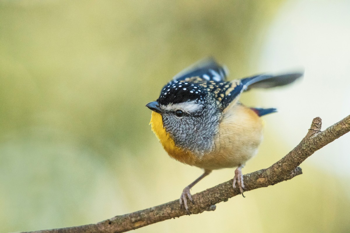 Spotted Pardalote (Spotted) - ML236493121