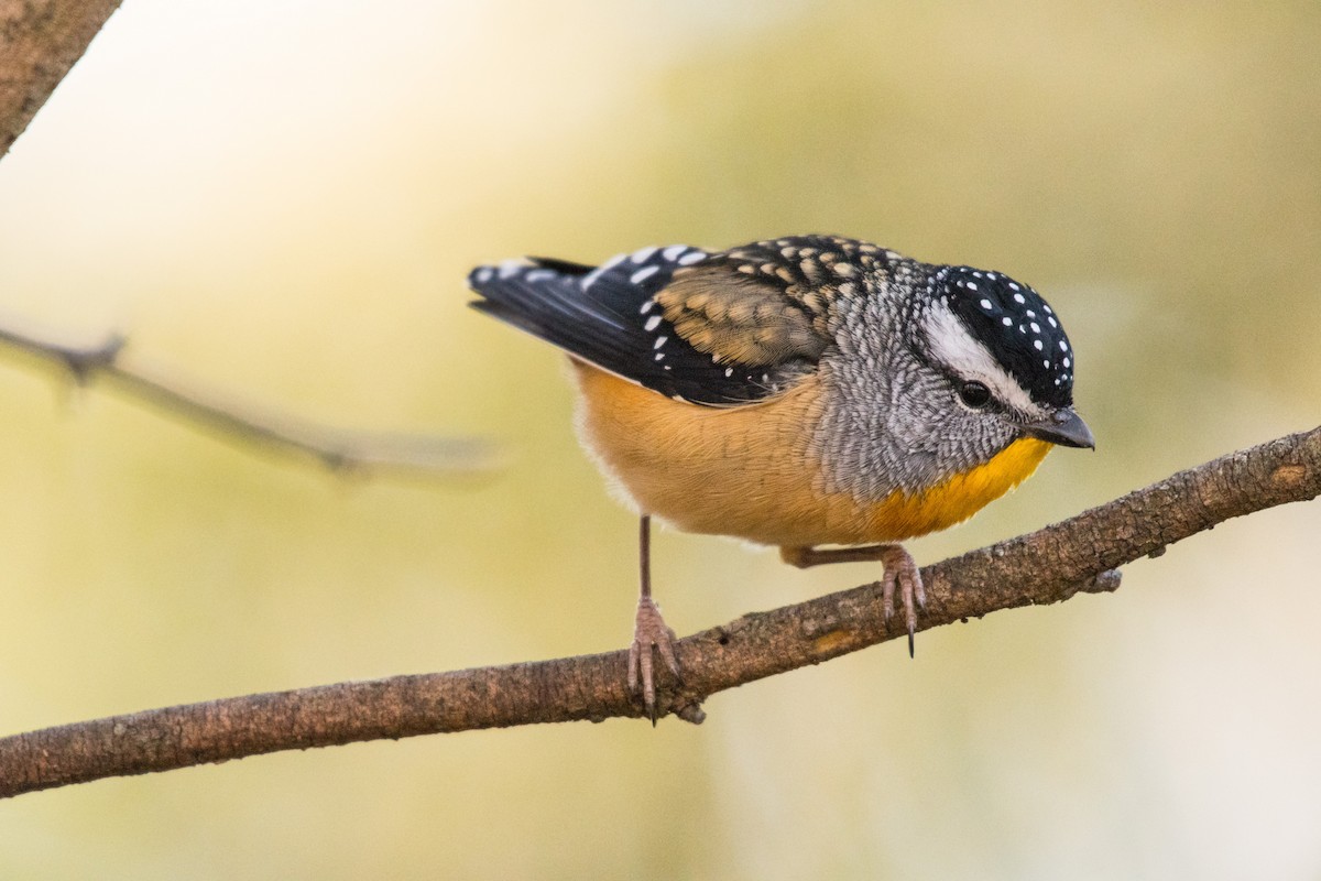 Spotted Pardalote (Spotted) - ML236493131