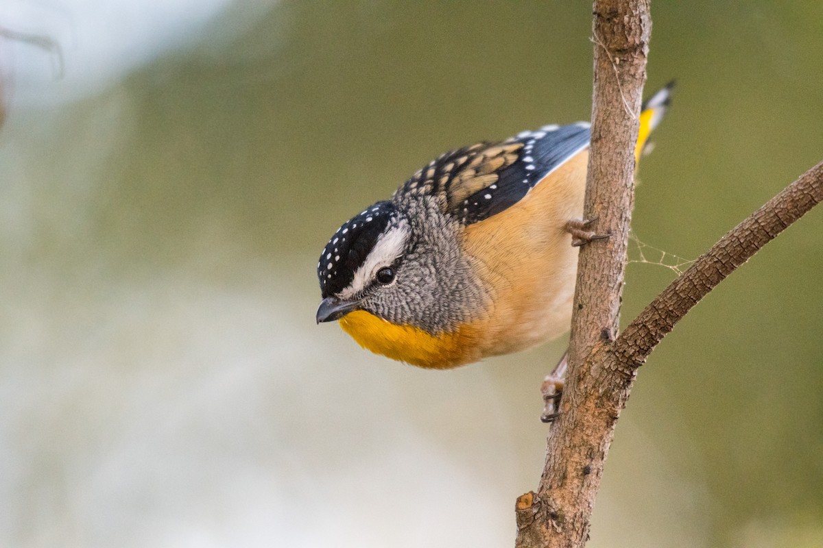 Pardalote Moteado (punctatus) - ML236493141