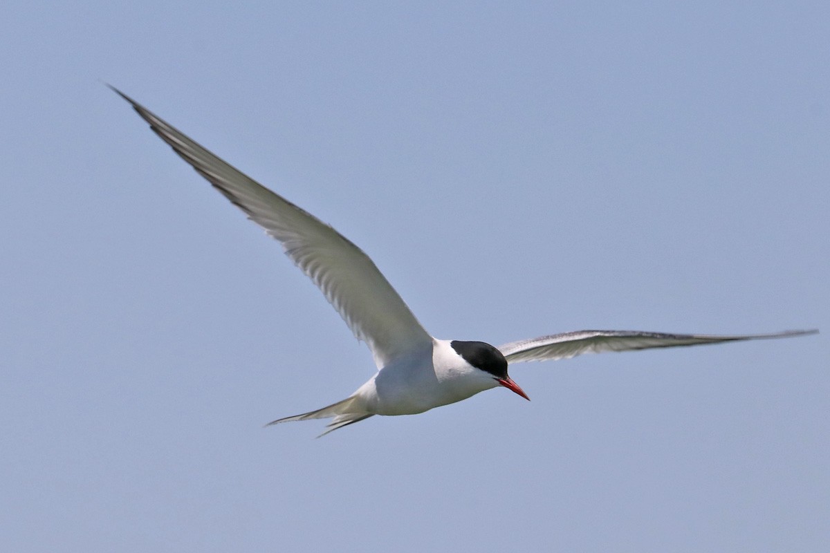 Arctic Tern - Richard Fray