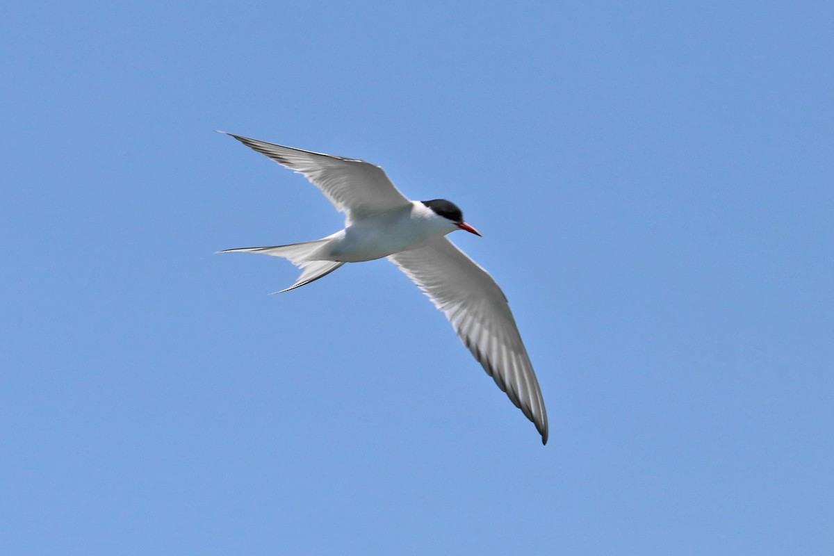Arctic Tern - Richard Fray