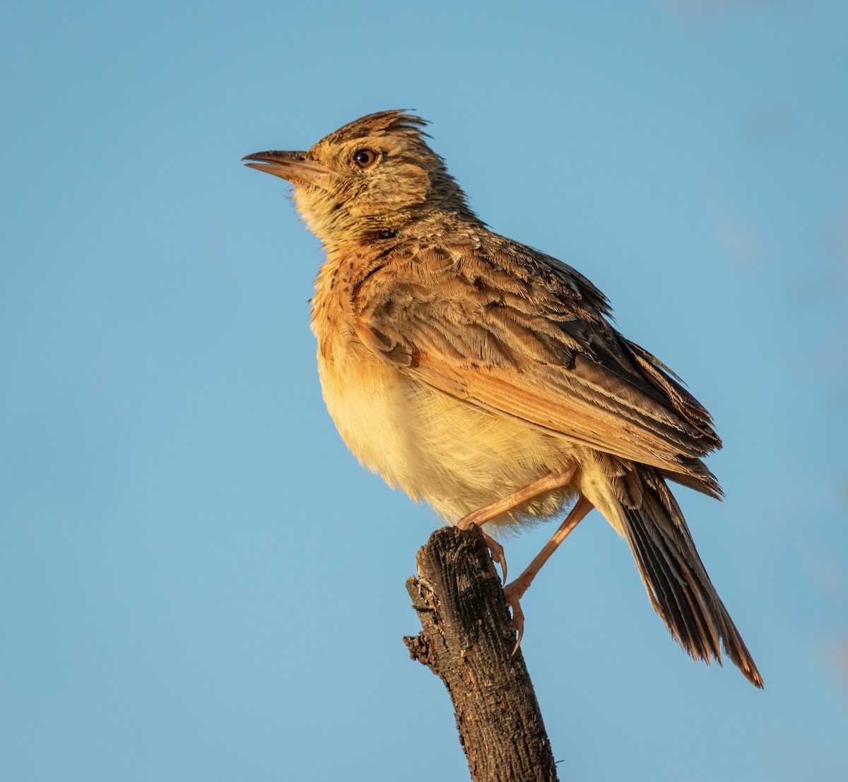 Rufous-naped Lark - Tanya Hattingh