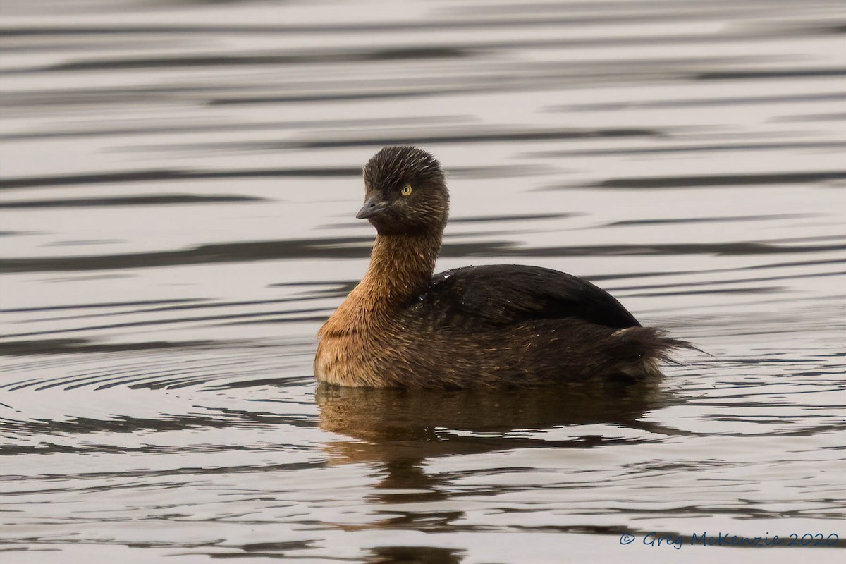 New Zealand Grebe - ML236494151