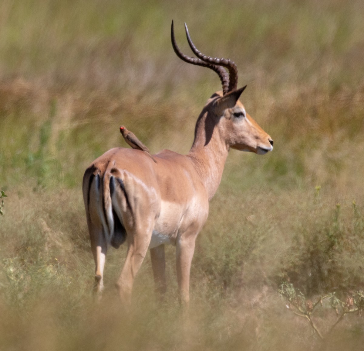 Red-billed Oxpecker - ML236494171