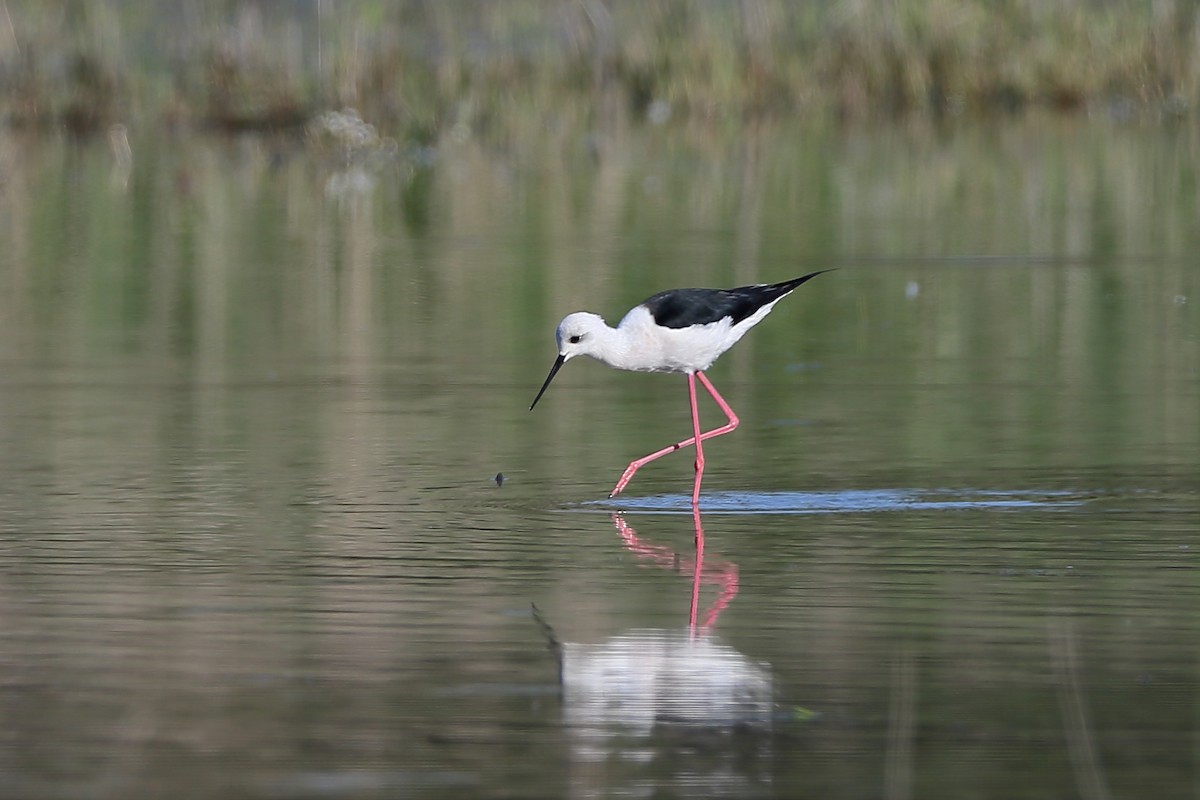 Black-winged Stilt - Holger Teichmann