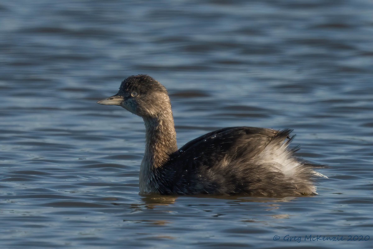 New Zealand Grebe - ML236494471