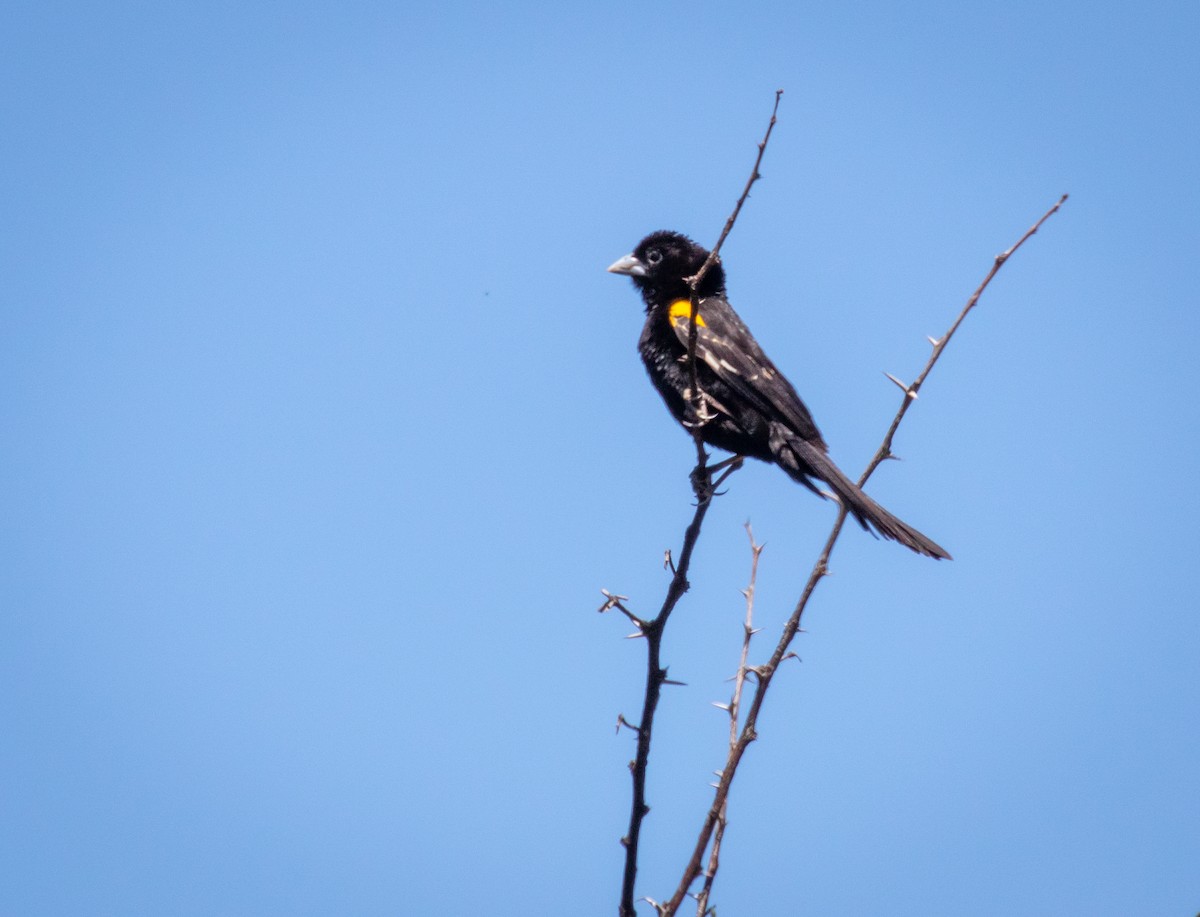 White-winged Widowbird - ML236494571