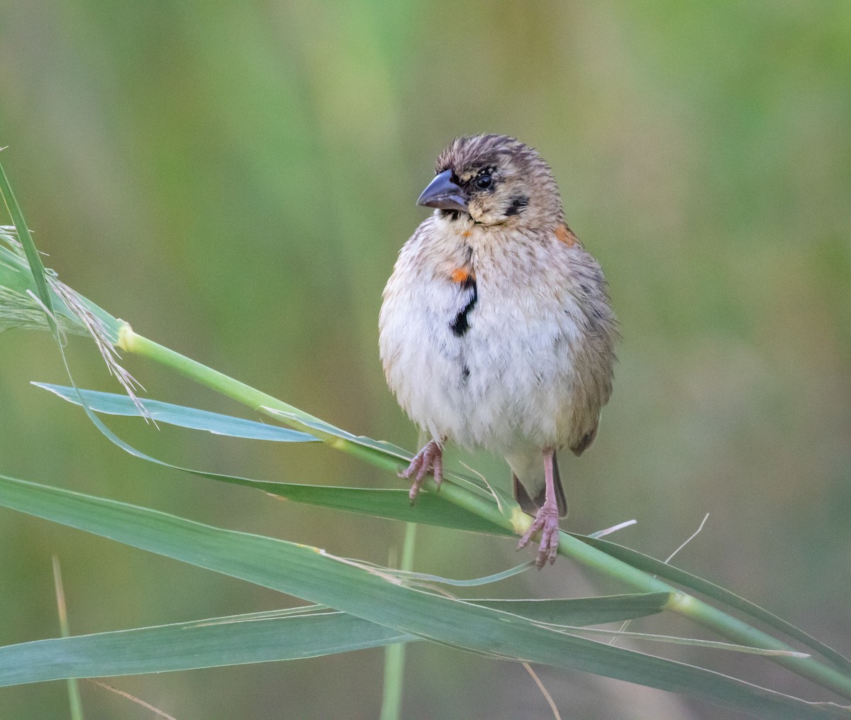 Southern Red Bishop - Tanya Hattingh