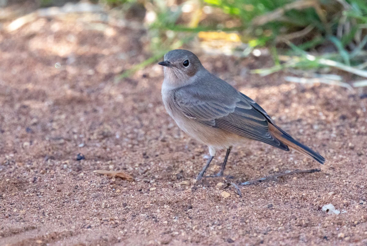 アカオイワビタキ - ML236494961