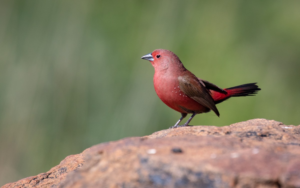 Jameson's Firefinch - Tanya Hattingh