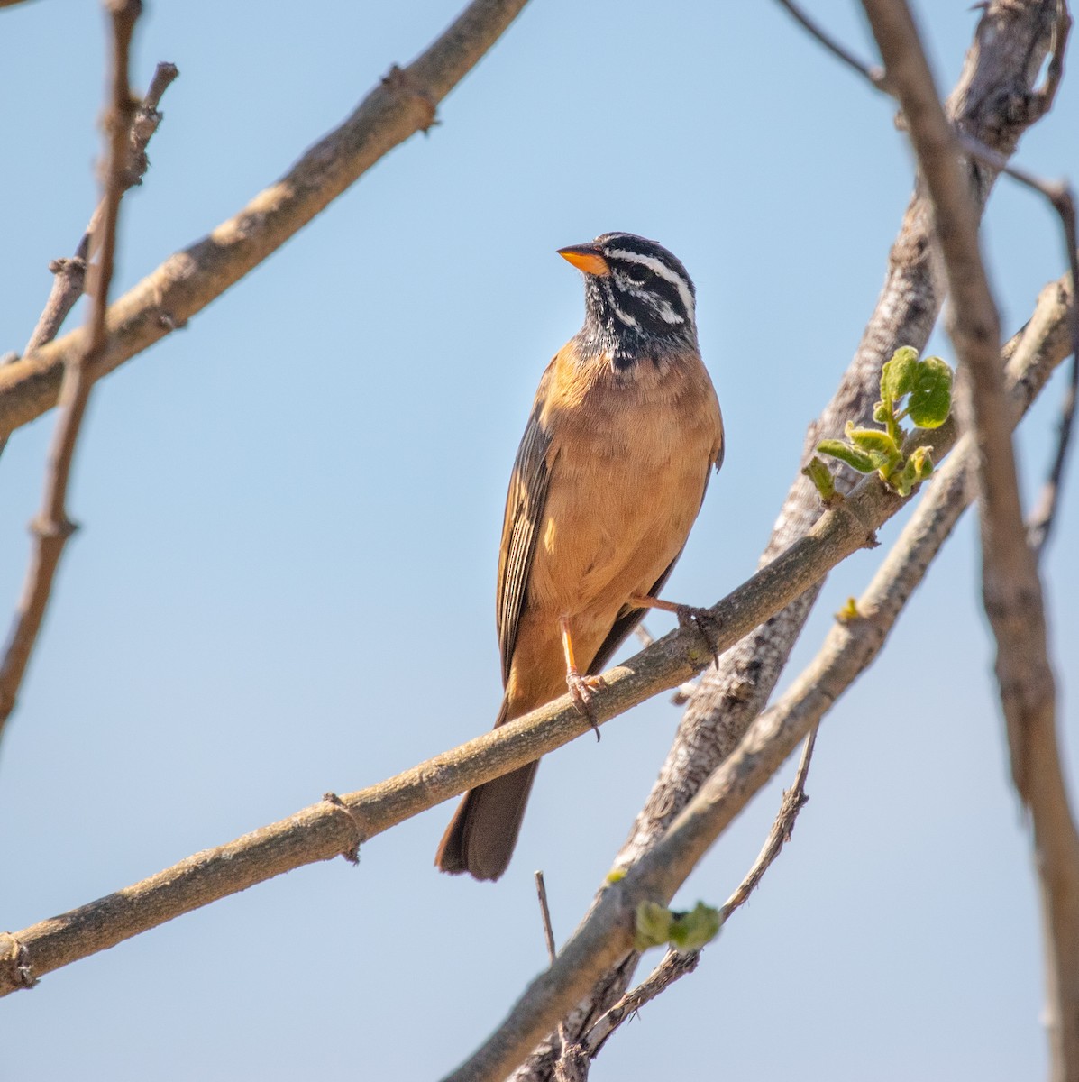 Cinnamon-breasted Bunting - Tanya Hattingh