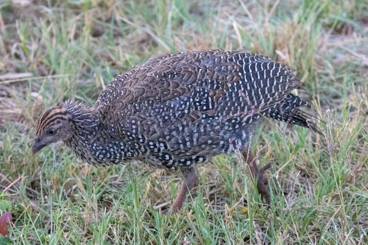 Helmeted Guineafowl - ML236495131