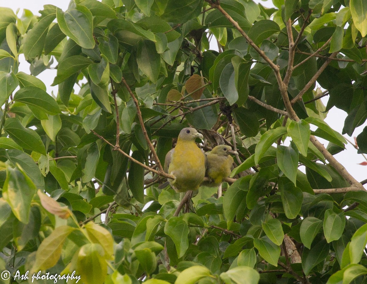 Yellow-footed Green-Pigeon - Ashwini Bhatt