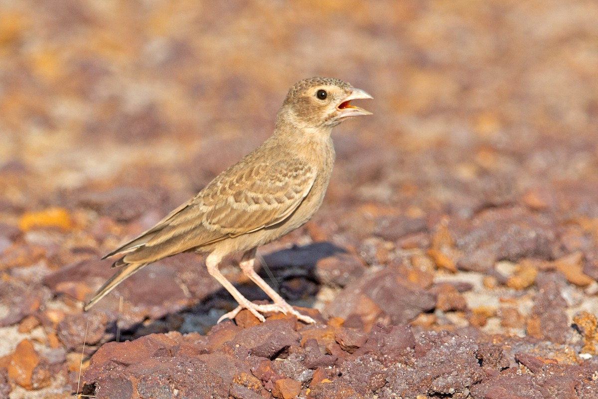 Ashy-crowned Sparrow-Lark - ML236496331