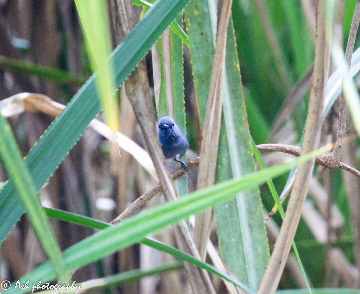 Black-naped Monarch - ML236496581