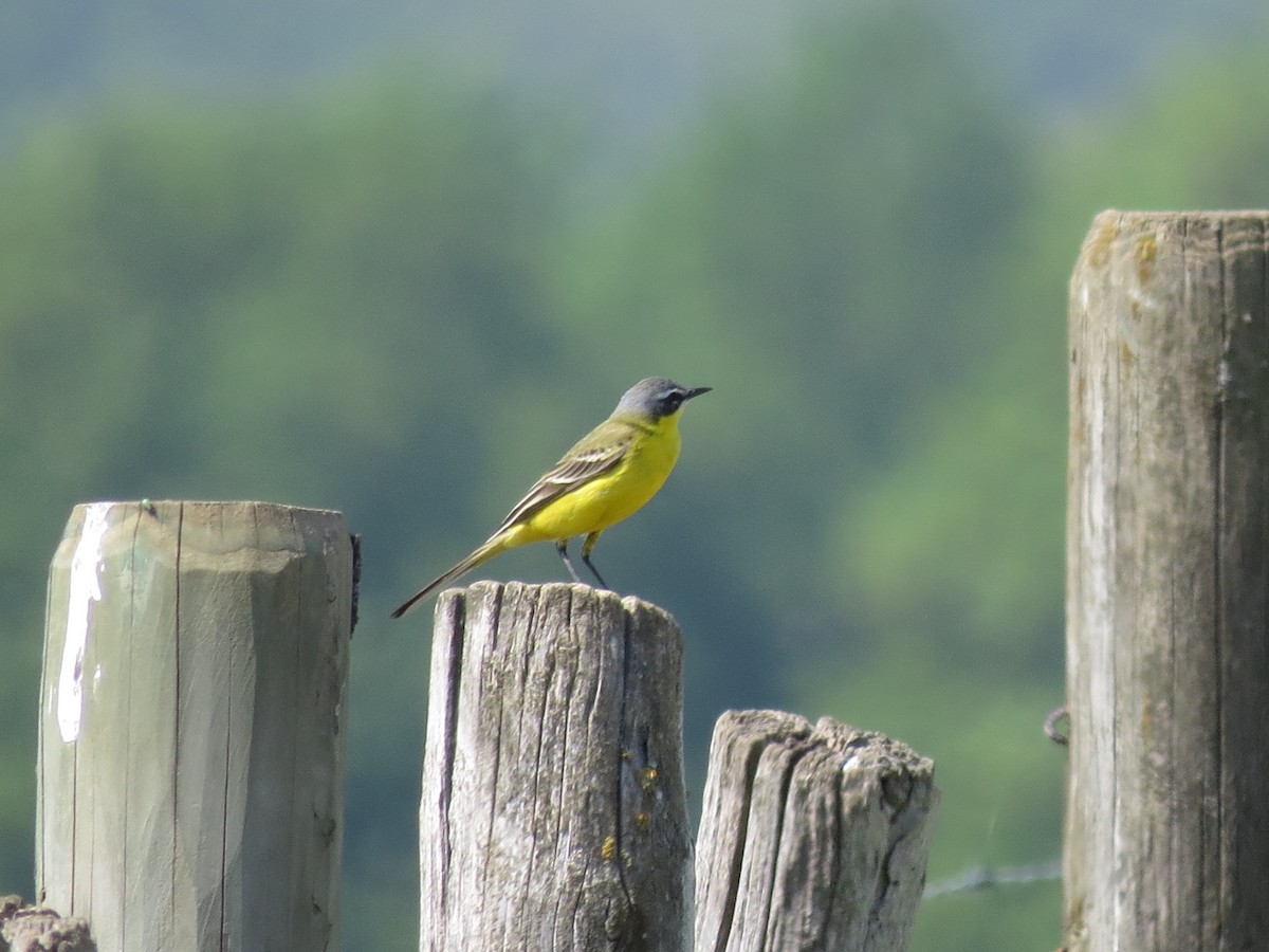 Western Yellow Wagtail (flava/beema) - ML236496681