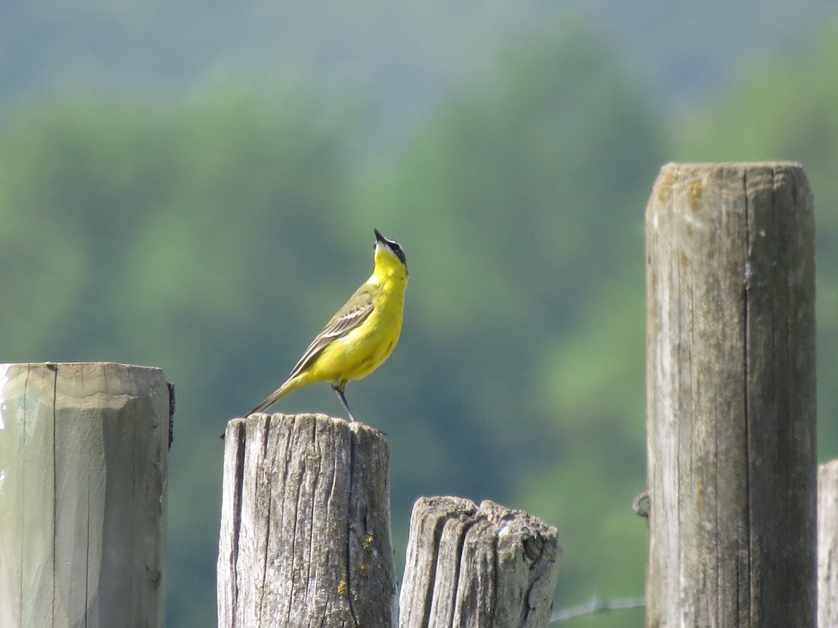 Western Yellow Wagtail (flava/beema) - ML236496711