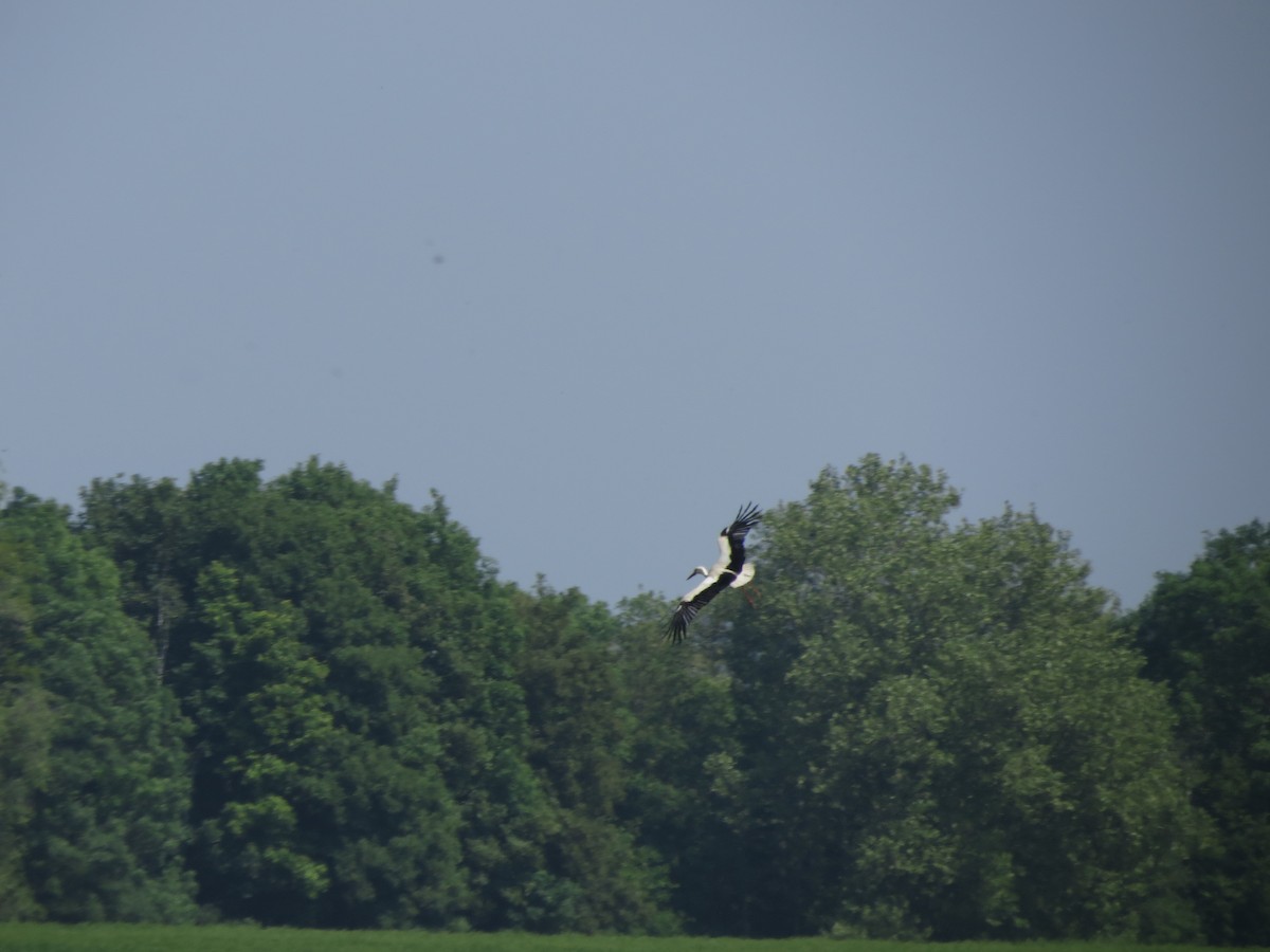 White Stork - ML236496751