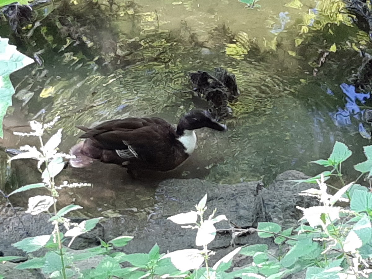 Крижень (свійський) - ML236496841