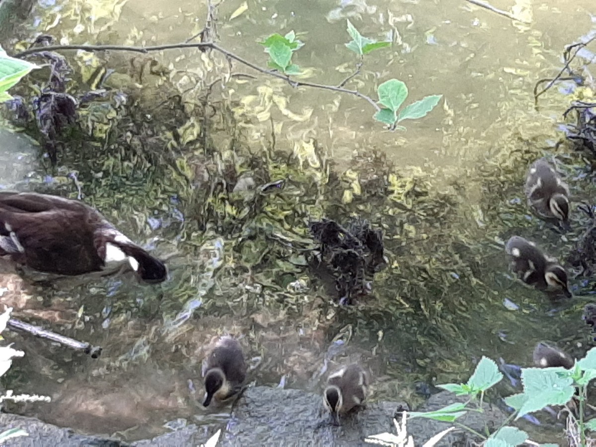 Крижень (свійський) - ML236496851