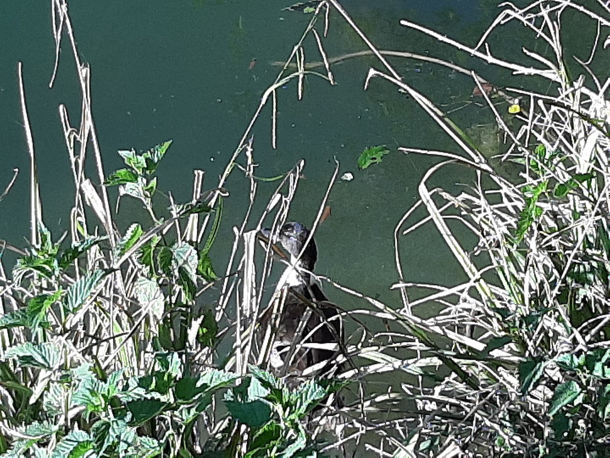 Крижень (свійський) - ML236496861