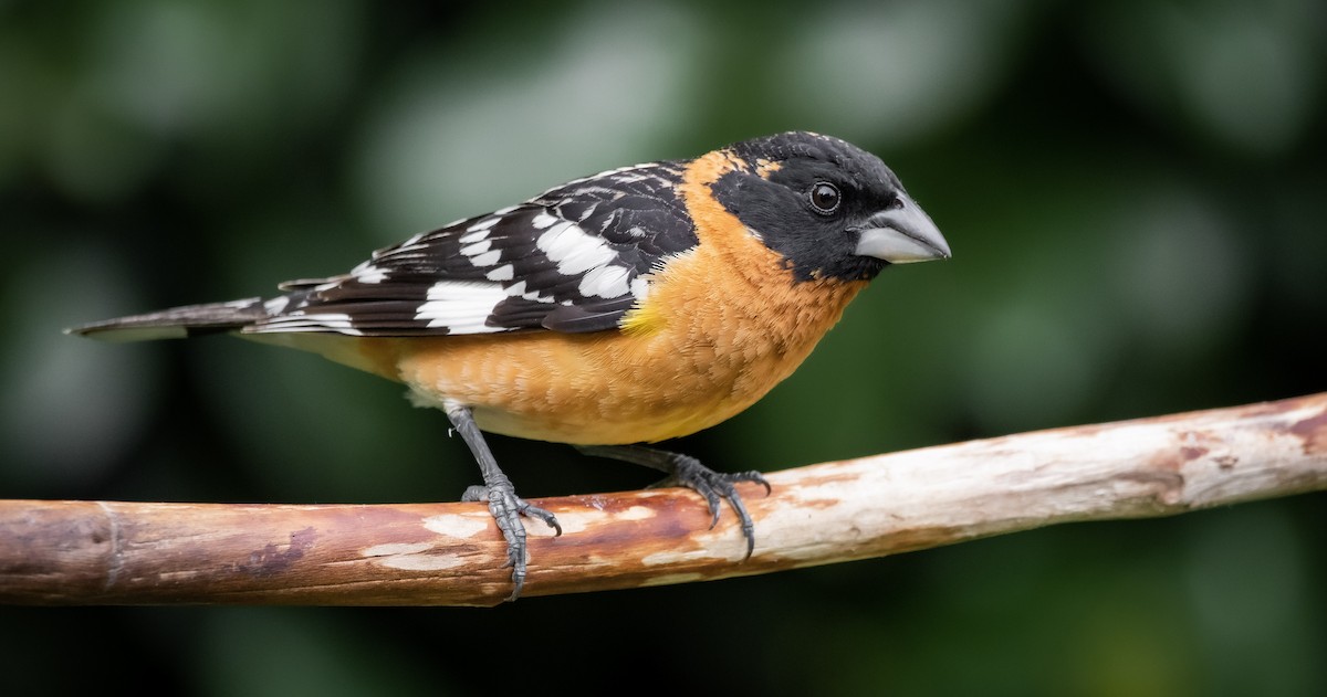 Black-headed Grosbeak - ML236497871