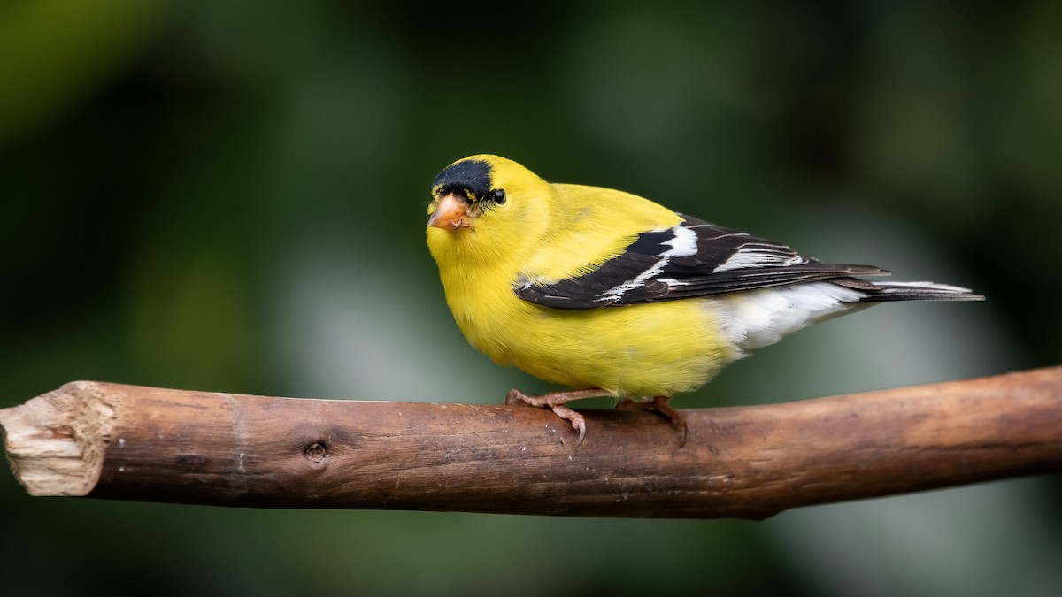 American Goldfinch - Mason Maron