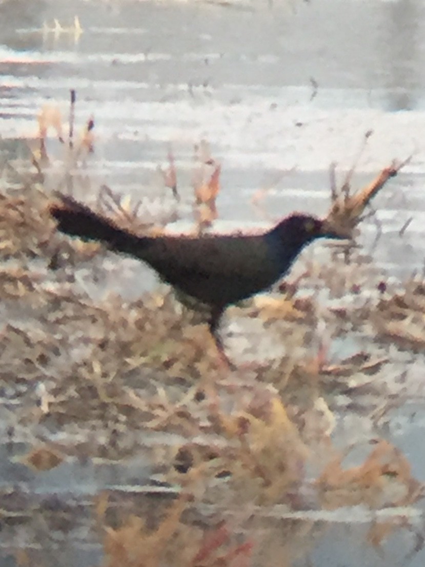 Common Grackle - Tim Cornish