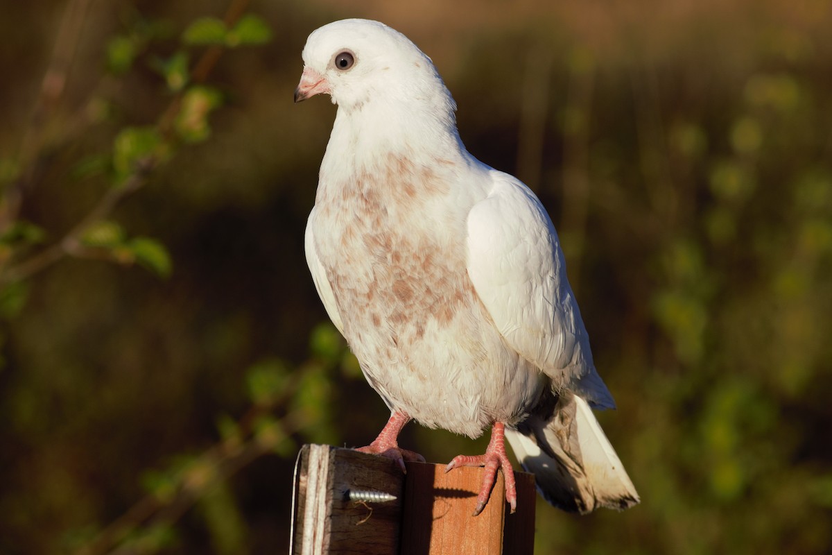 Сизый голубь (Одомашненного типа) - ML236499001