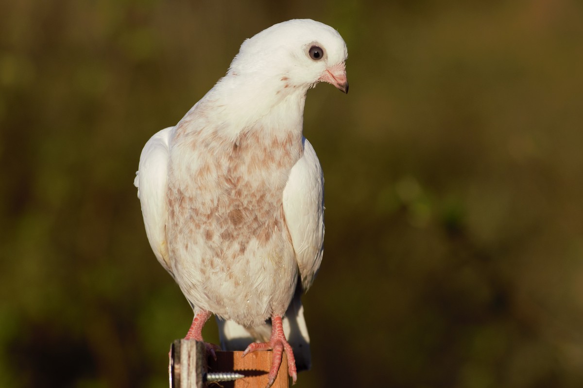 Rock Pigeon (Feral Pigeon) - ML236499011