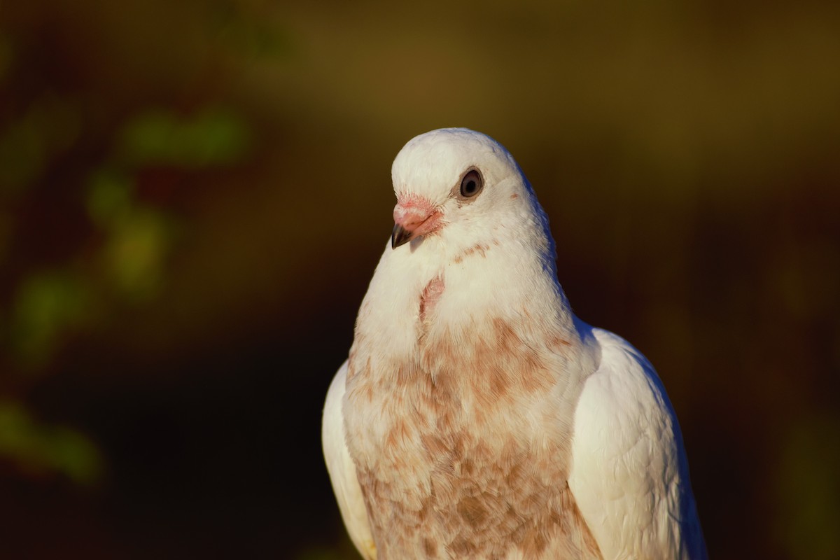 Rock Pigeon (Feral Pigeon) - Ethan Compton