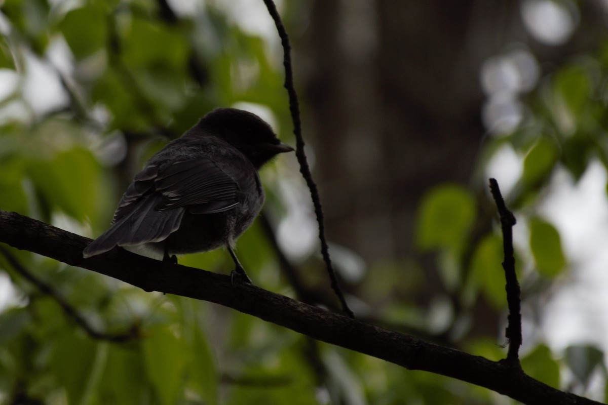 Canada Jay - ML236499131