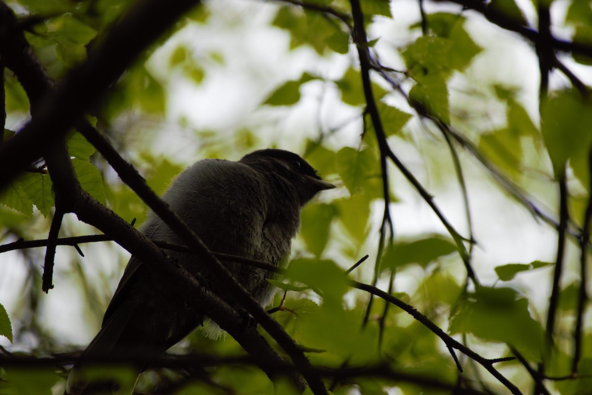 Canada Jay - Ethan Compton