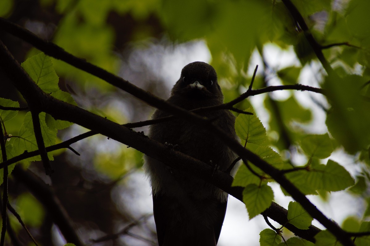 Canada Jay - ML236499151