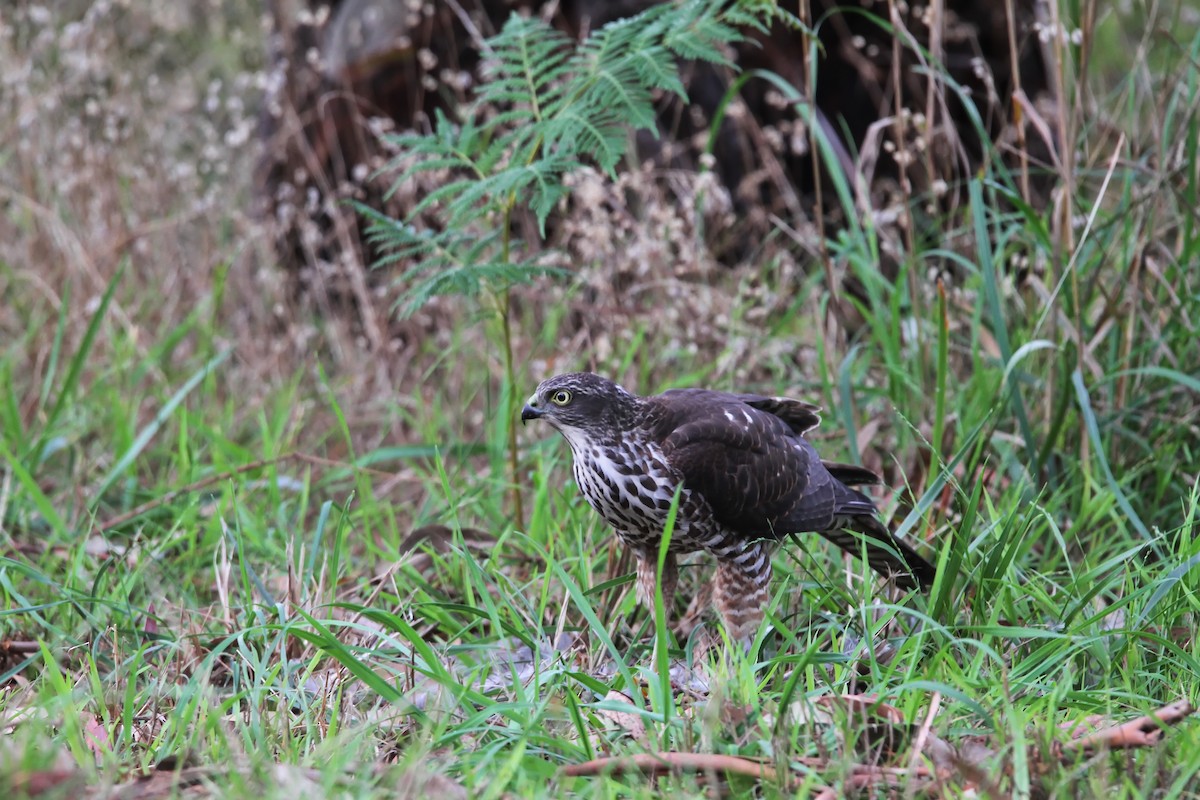 Collared Sparrowhawk - Colin Mulvogue