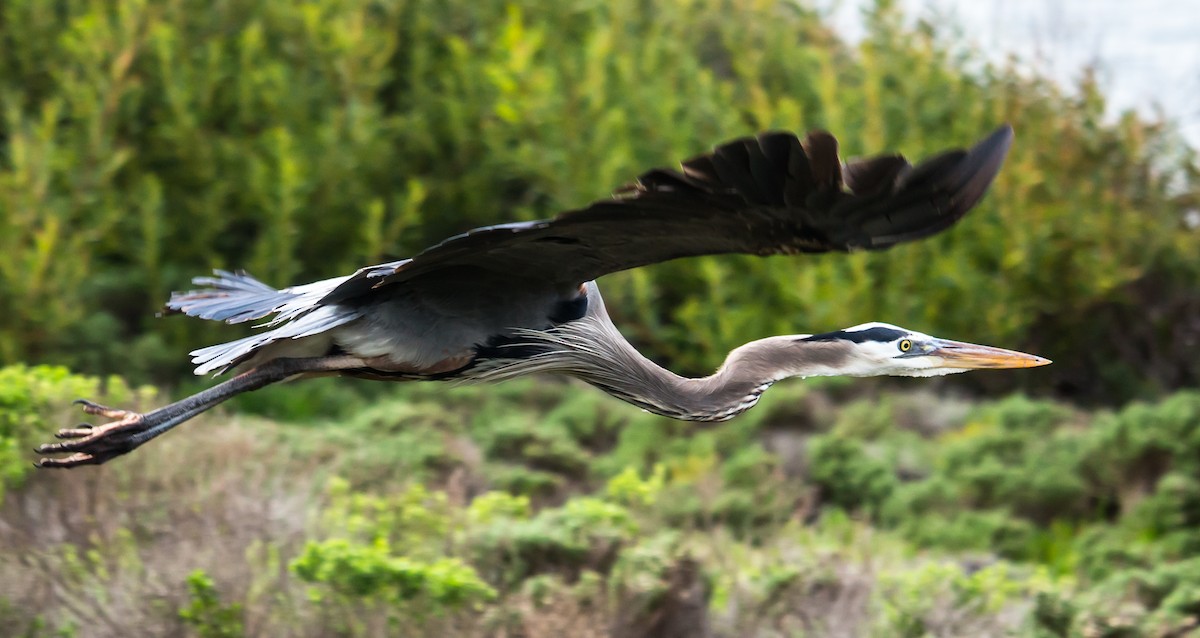 Great Blue Heron - ML23650491