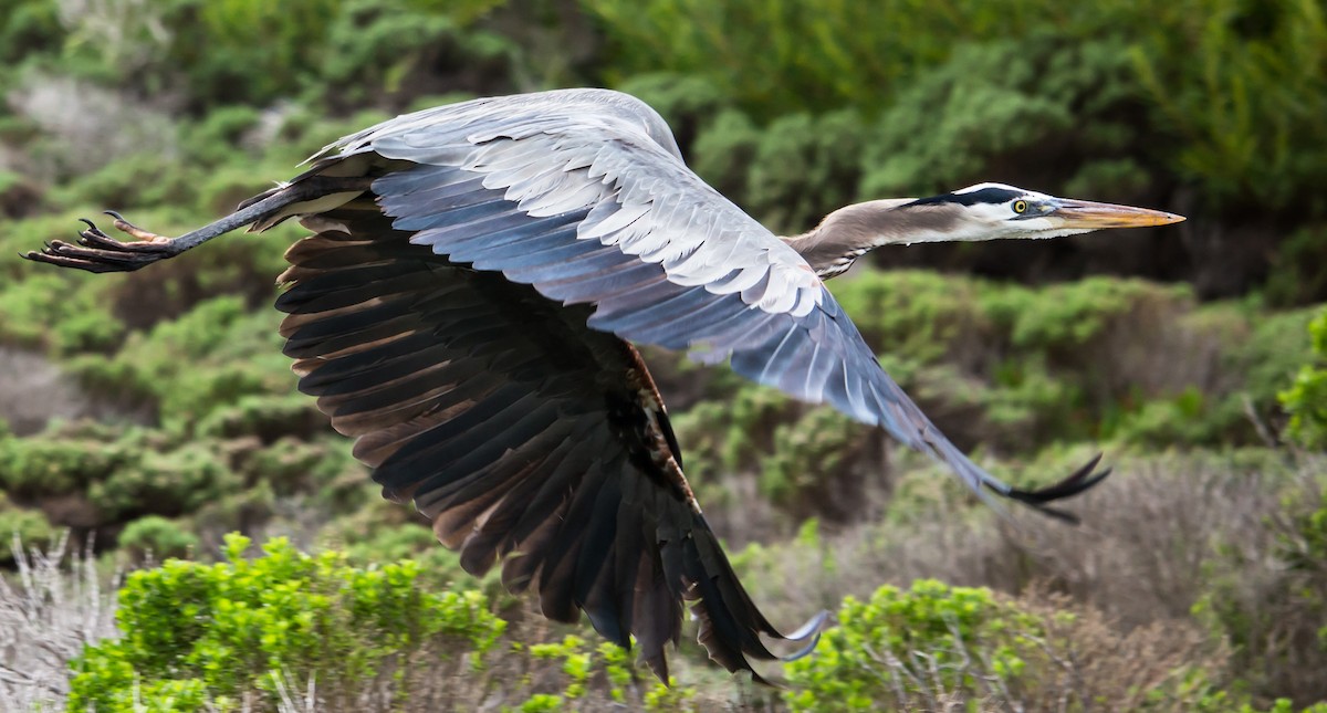 Great Blue Heron - ML23650501