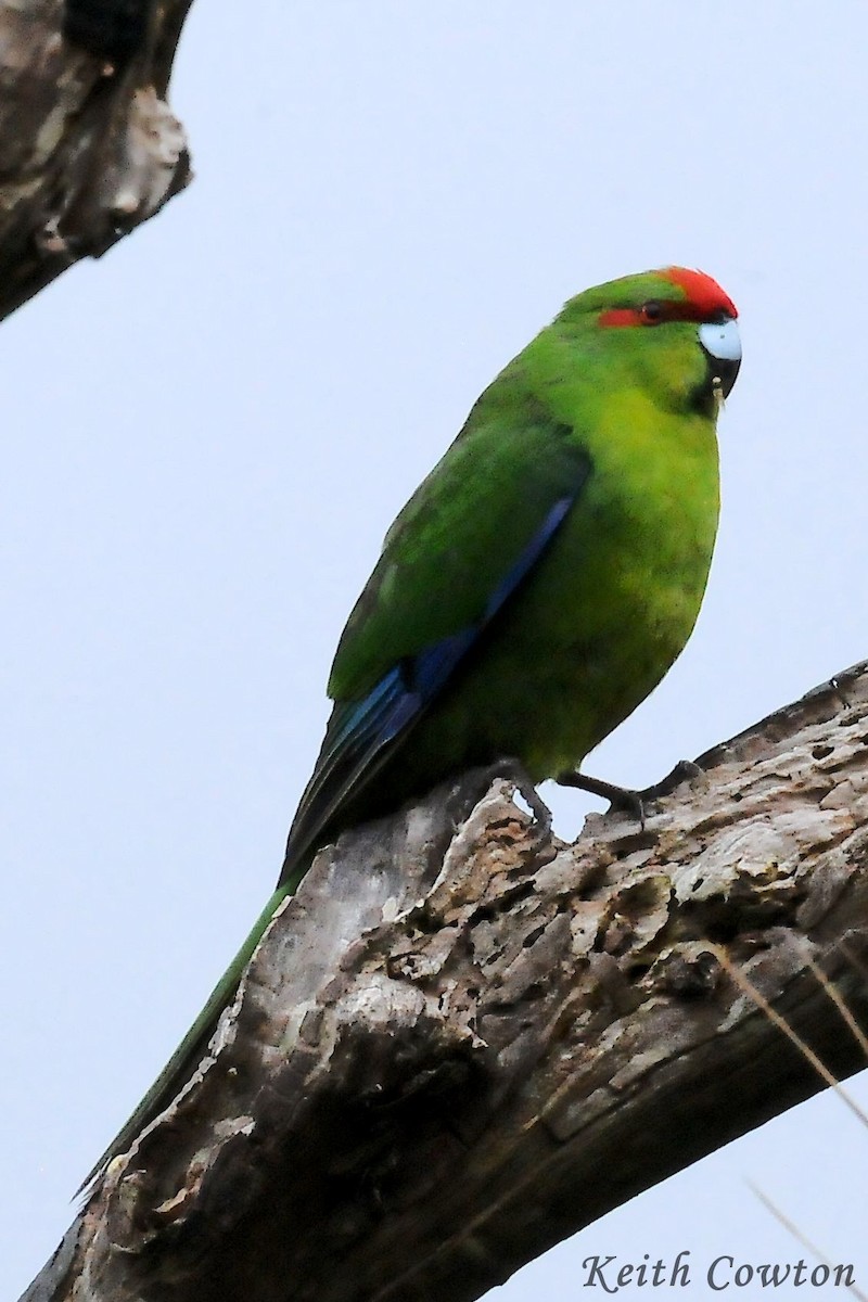 Red-crowned Parakeet - Keith Cowton