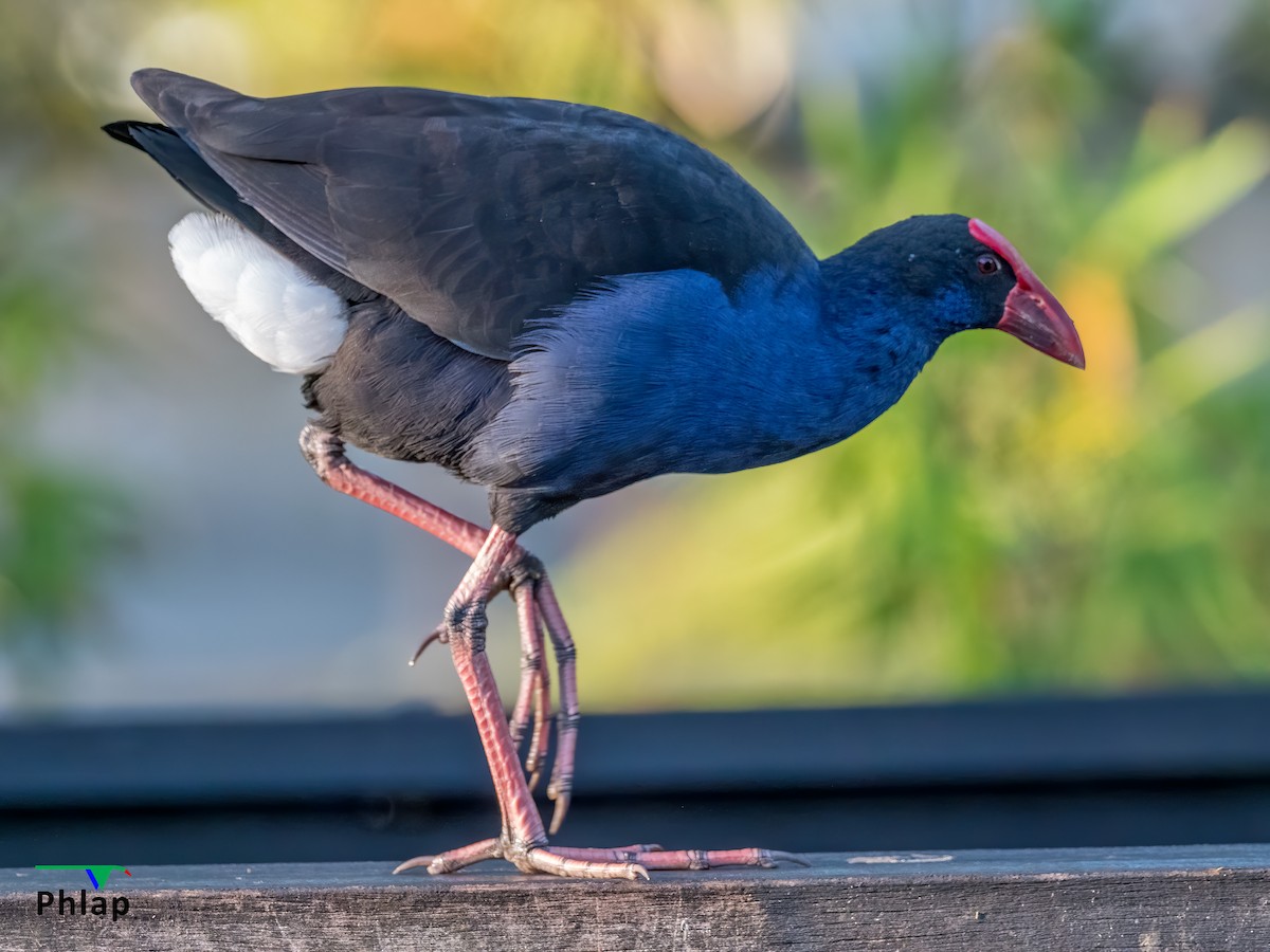 Australasian Swamphen - Rodney Appleby