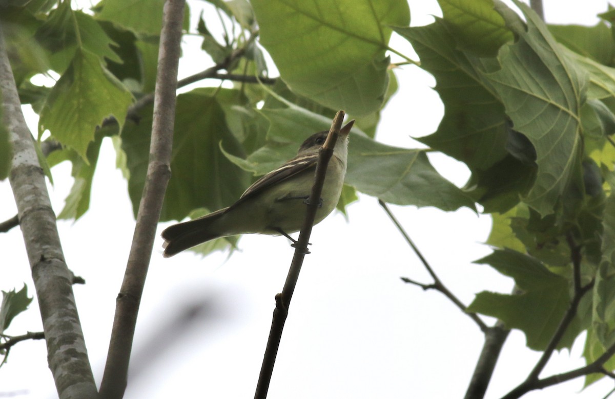 Willow Flycatcher - Jamie Adams