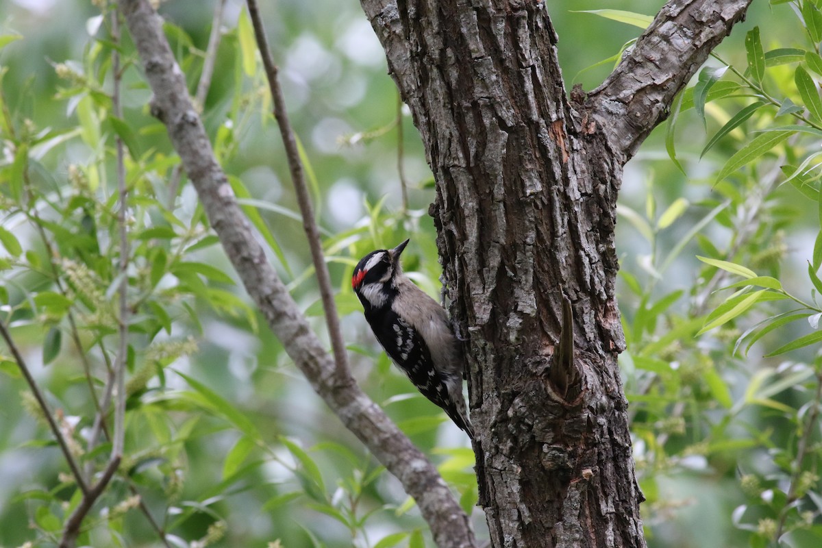 Downy Woodpecker - ML236508841