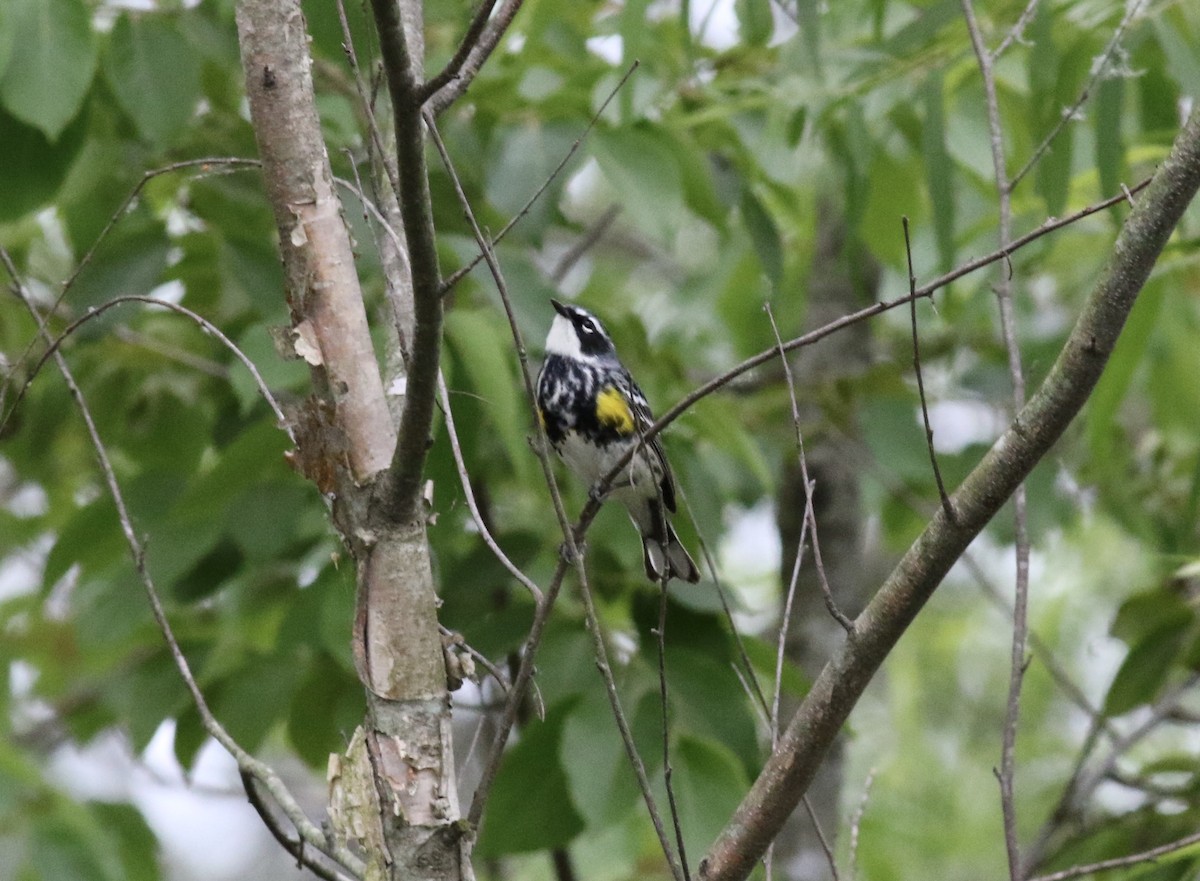 Yellow-rumped Warbler - Jamie Adams