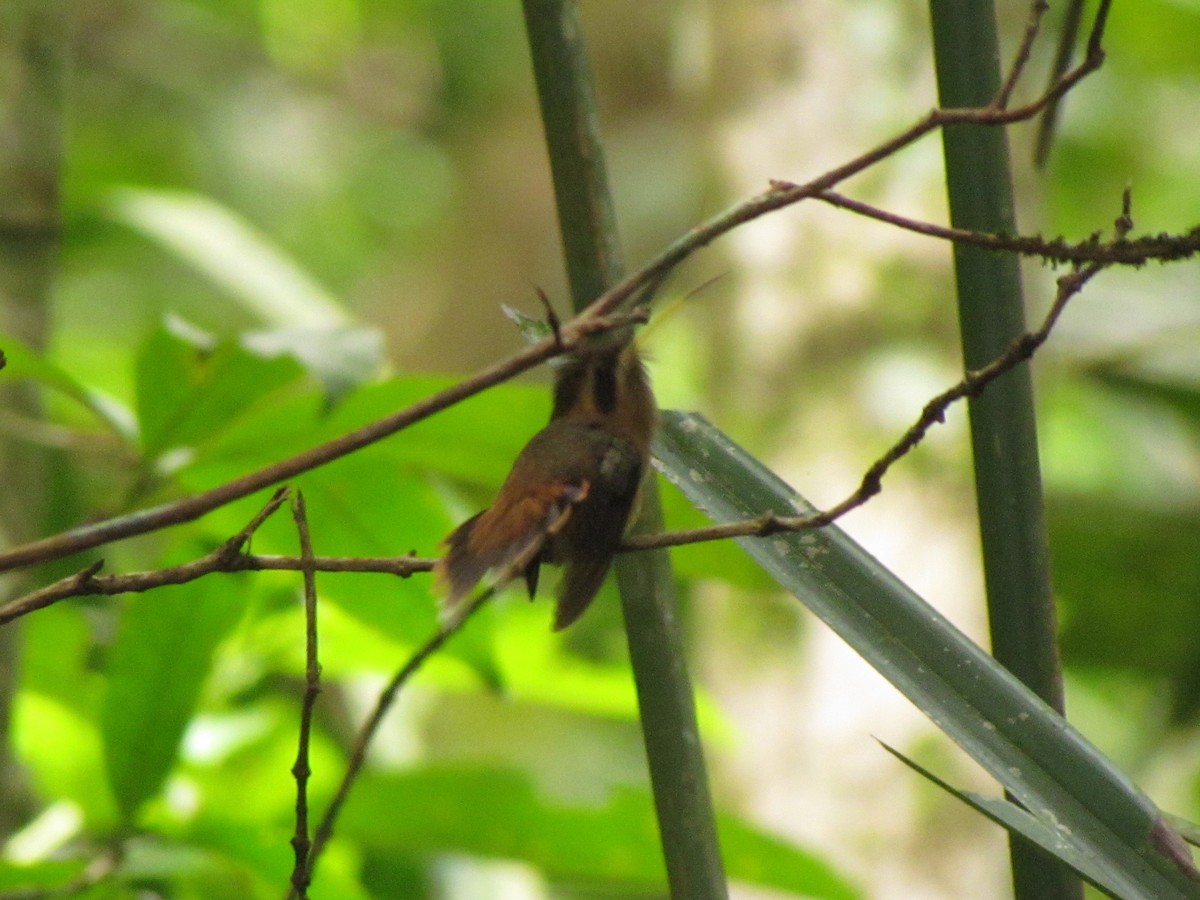 Stripe-throated Hermit - ML236508941