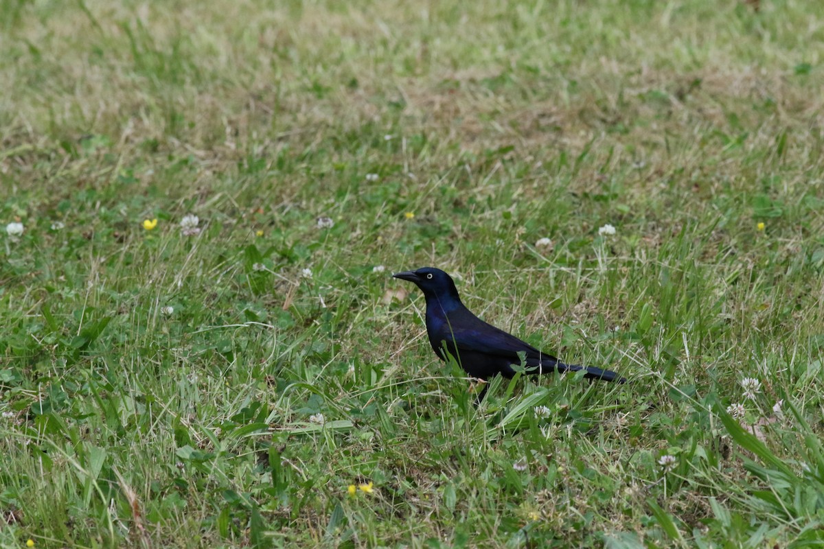 Common Grackle - ML236509011