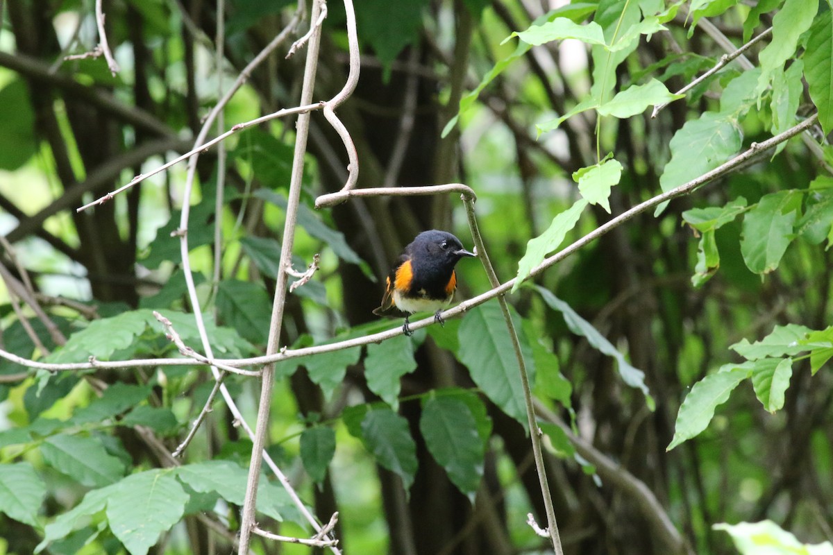 American Redstart - ML236509051