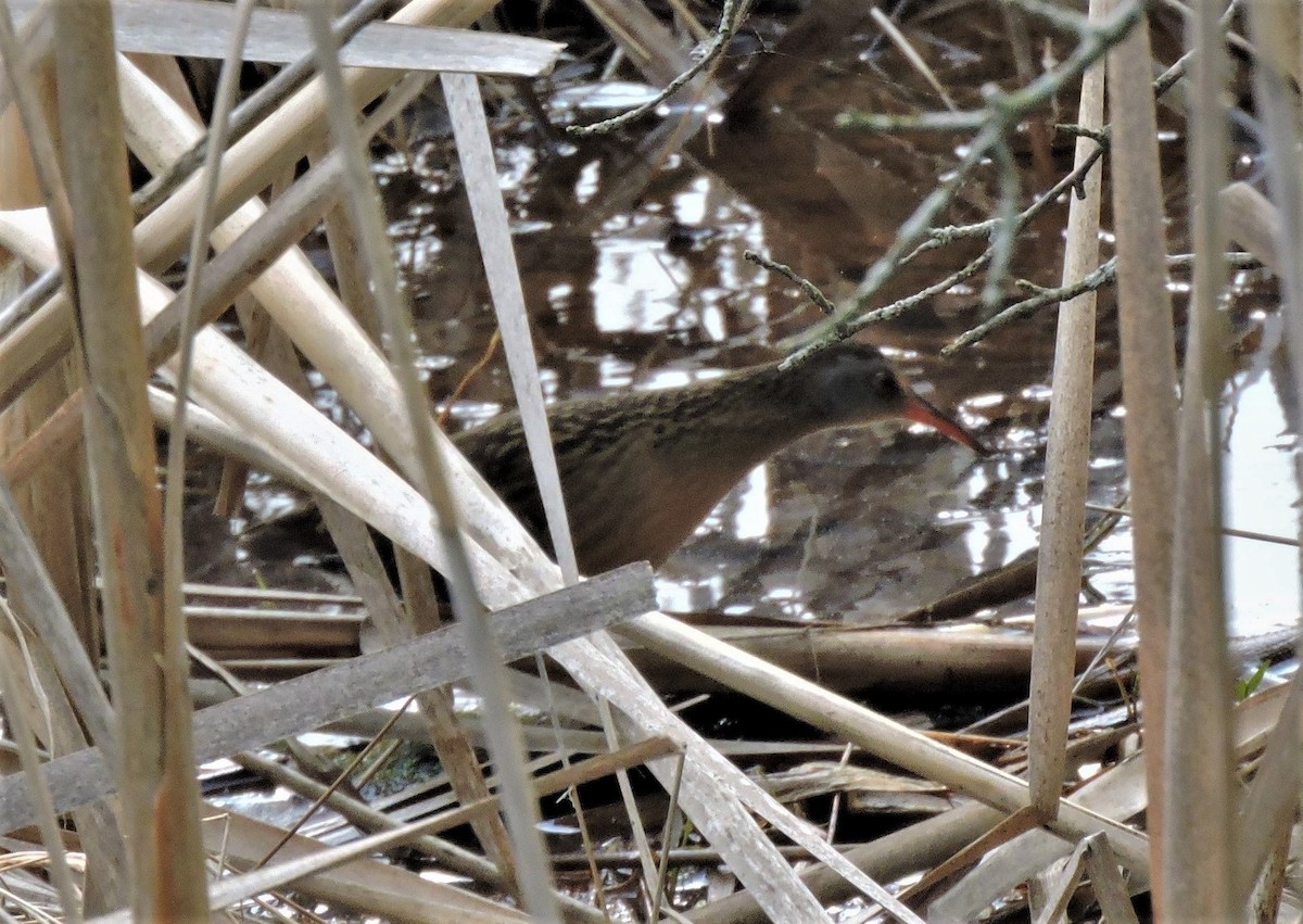 Virginia Rail - ML236509181