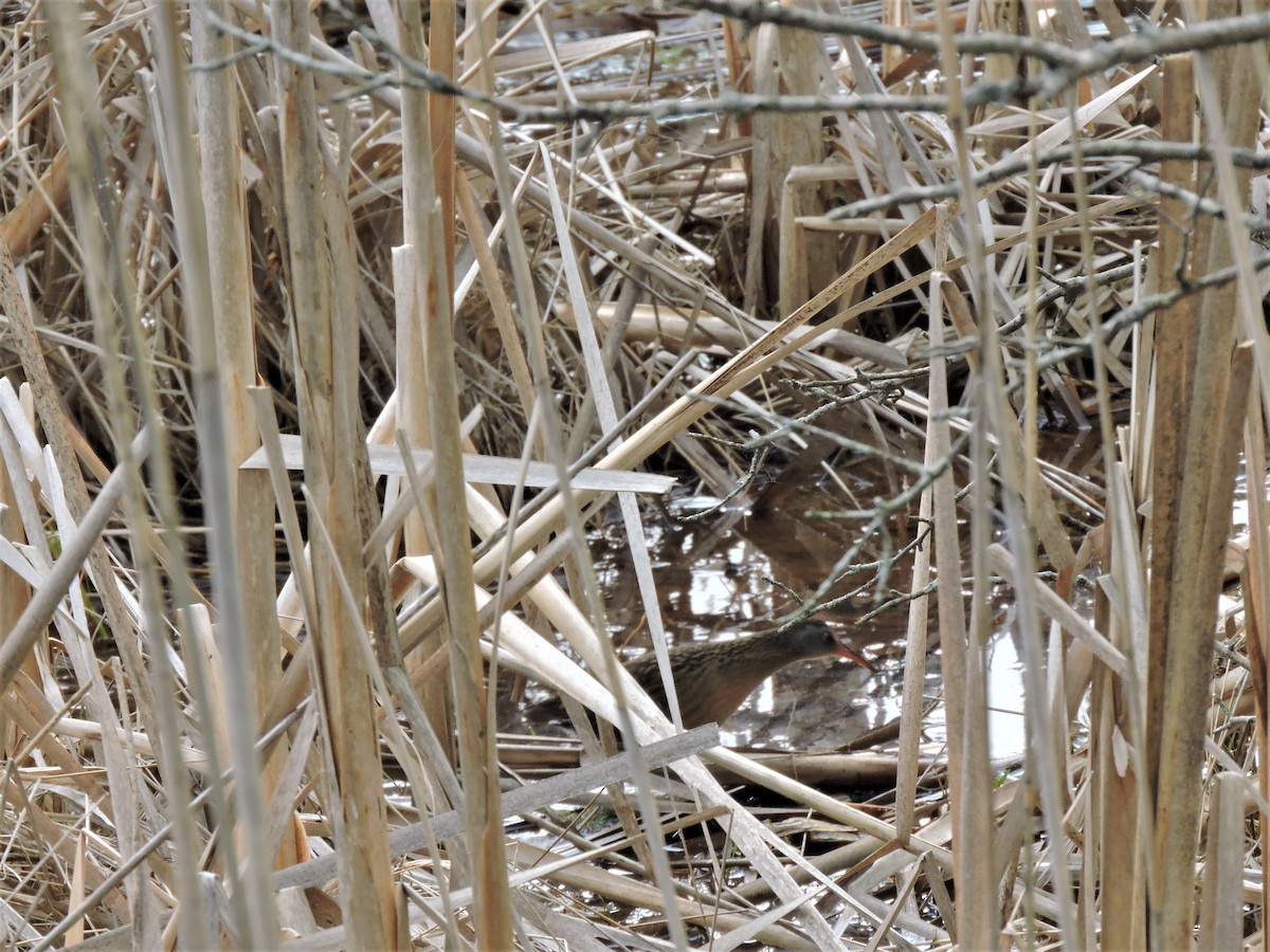 Virginia Rail - ML236509191